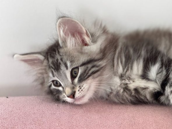 CHATTERIE MEWDIE KATT - Image 11