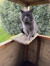 CHATTERIE DE M BEAUTY
