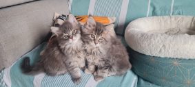 CHATTERIE DU COEUR SOLOGNOT