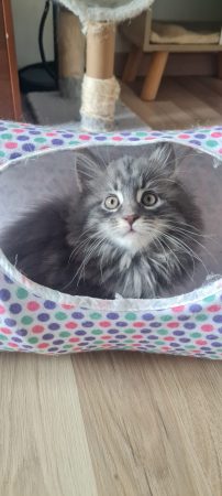 CHATTERIE DU COEUR SOLOGNOT - Image 4