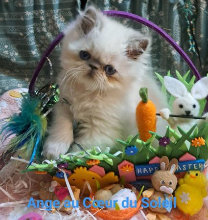 CHATTERIE AU COEUR DU SOLEIL - Image 11