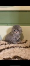 CHATTERIE DE SKOTTY CAT