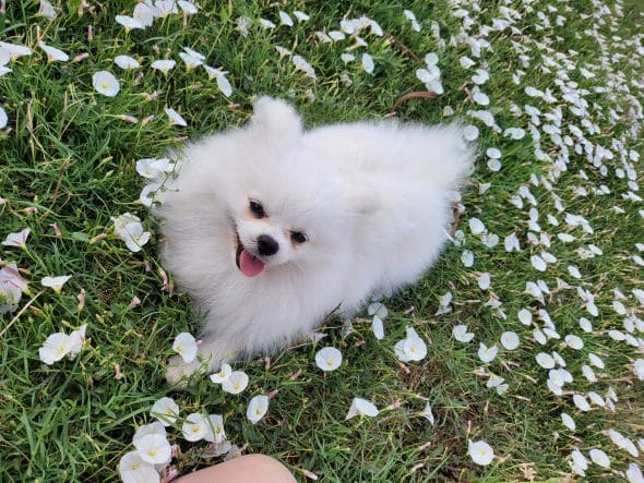 DOMAINE SPITZ NAIN POMERANIAN DES OLIVIERS - Image 15