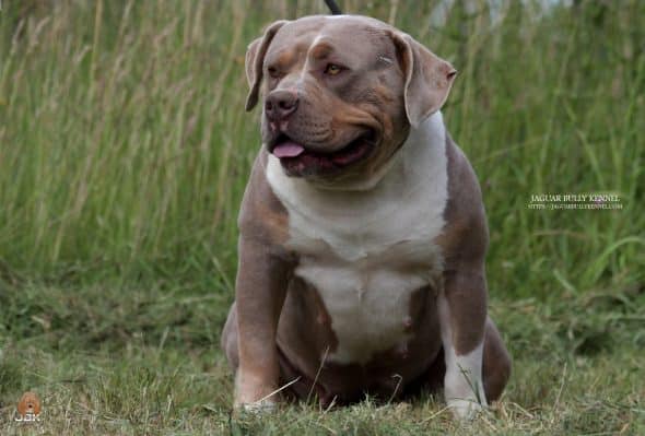 JAGUAR BULLY KENNEL - Image 19
