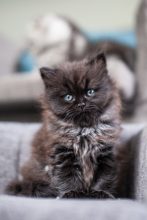 Du Chat de l&rsquo; Aiguille