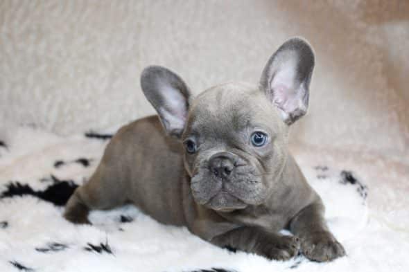 ELITE CANIN - Image 5