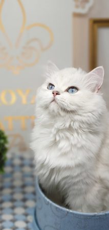 SITBON VIRGINIE - Image 1