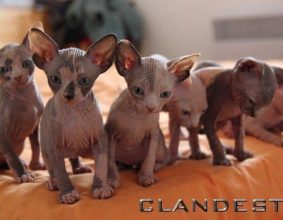 CLANDESTINO