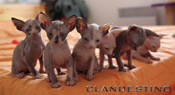 CLANDESTINO - Image 2