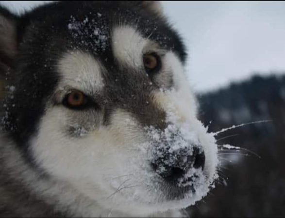 FROM WHITE MOUNTAIN LAPLAND - Image 6