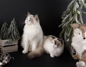 CHATTERIE DU CHATEAU BLANC
