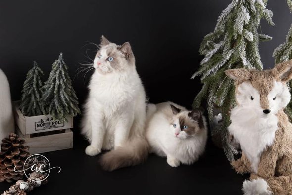 CHATTERIE DU CHATEAU BLANC - Image 1