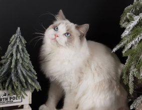 CHATTERIE DU CHATEAU BLANC