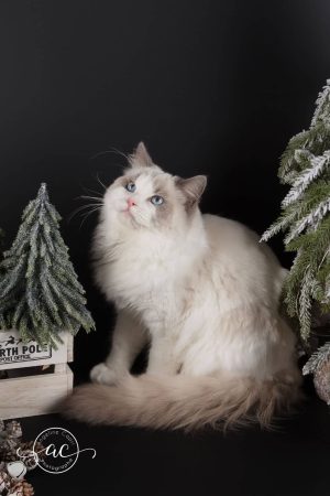 CHATTERIE DU CHATEAU BLANC - Image 2