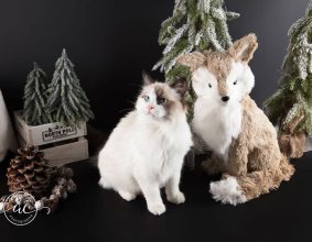 CHATTERIE DU CHATEAU BLANC
