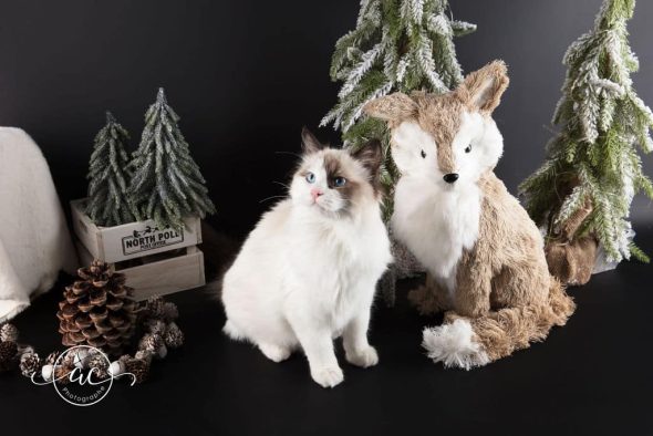 CHATTERIE DU CHATEAU BLANC - Image 3
