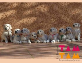 LA TRIBU DES TAM TAM