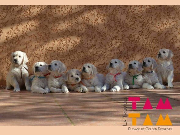 LA TRIBU DES TAM TAM - Image 1