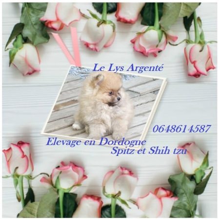 LE LYS ARGENT2 - Image 6