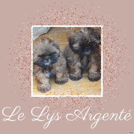 LE LYS ARGENT2 - Image 9