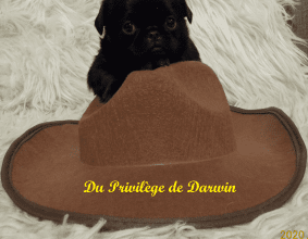 DU PRIVILEGE DE DARWIN