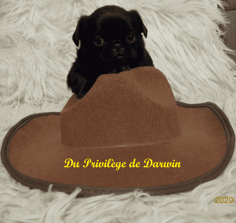 DU PRIVILEGE DE DARWIN - Image 2
