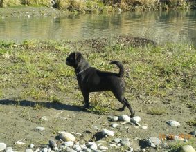 DU PRIVILEGE DE DARWIN