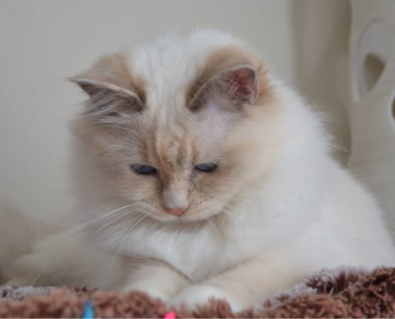 CHATTERIE DES MINIDOUX - Image 3