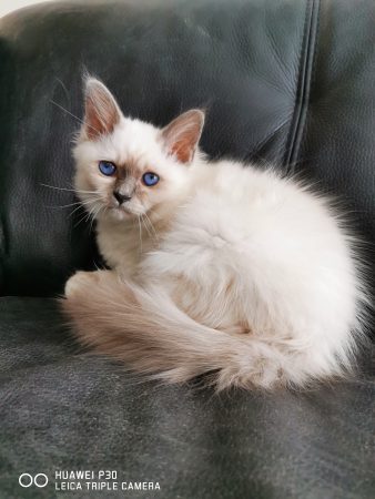CHATTERIE DES MINIDOUX - Image 4