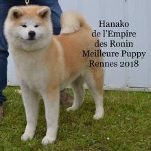 L EMPIRE DES RONIN