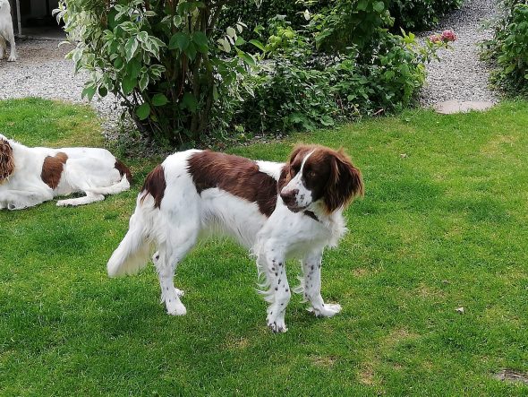 DU MONT DES COQUELICOTS - Image 2