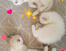 CHATTERIE DES DOLLS D&rsquo;AZUR