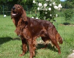 GOUTTENOIR NATHALIE