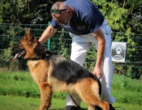 DE STARKE WOLFE