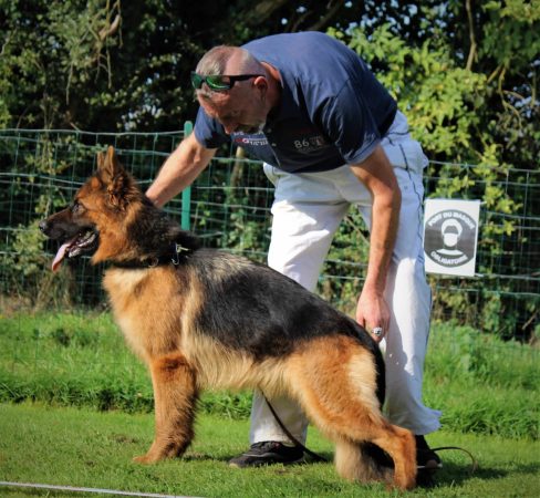 DE STARKE WOLFE - Image 2