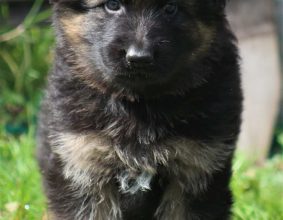 DE STARKE WOLFE
