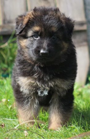 DE STARKE WOLFE - Image 3