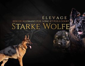 DE STARKE WOLFE