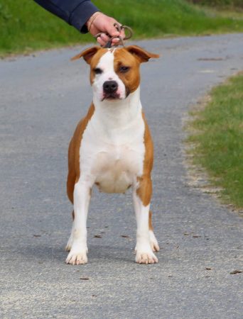 TERRIER&rsquo;S PARADISE - Image 3