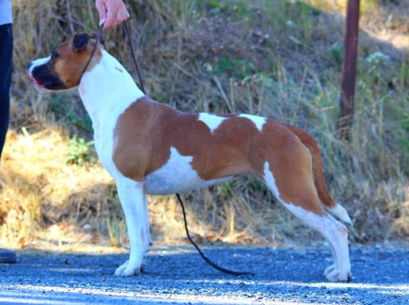 TERRIER&rsquo;S PARADISE - Image 4