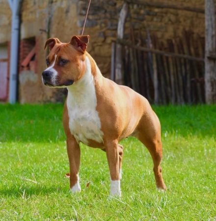 TERRIER&rsquo;S PARADISE - Image 6