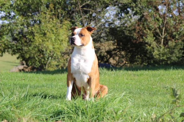TERRIER&rsquo;S PARADISE - Image 7
