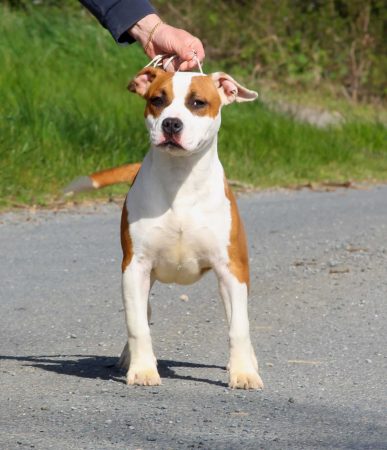 TERRIER&rsquo;S PARADISE - Image 8