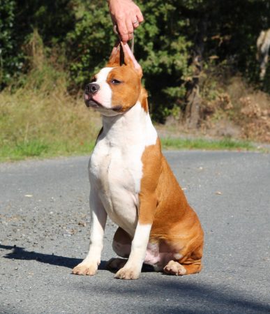 TERRIER&rsquo;S PARADISE - Image 9