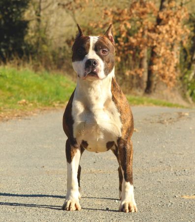 TERRIER&rsquo;S PARADISE - Image 10