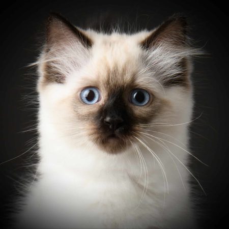 BLUE FOAM DOLL - Image 5