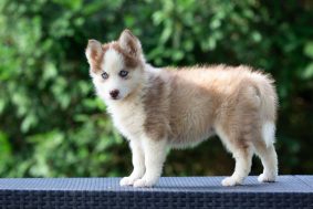 LES POMSKY DE ST ROMAN