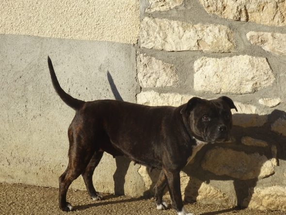 DES PETITES FEES AU BOIS - Image 2