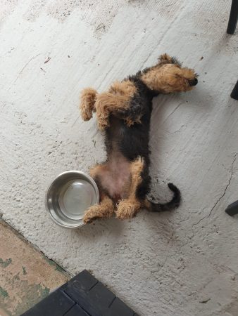 LES CYPRES DE LA MOTTE - Image 6