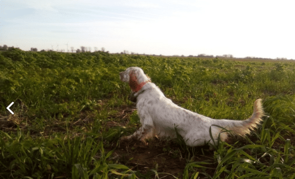 BRUTELLE WILLIAM - Image 1